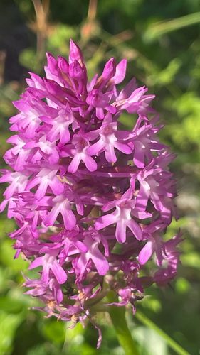 Anacamptis pyramidalis