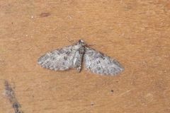 Eupithecia abbreviata