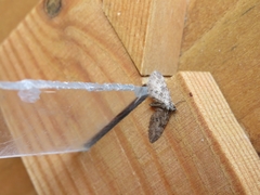 Eupithecia abbreviata