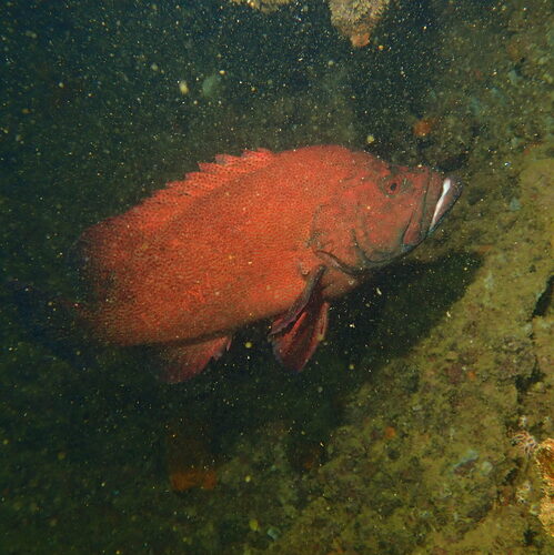 Cephalopholis sonnerati observed 2026-05-25