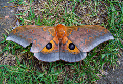 Pseudobunaea tyrrhena