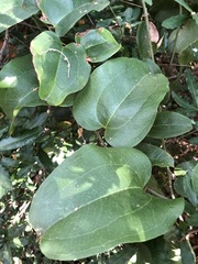 Smilax australis