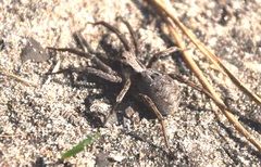 Alopecosa inquilina