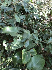 Smilax australis