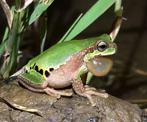 Jerdon's Tree Frog