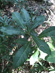 Planchonella pohlmaniana