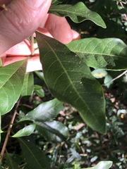 Planchonella pohlmaniana