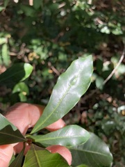 Planchonella pohlmaniana