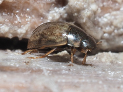Laccobius
