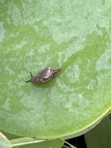 Iridescent Semi-Slug