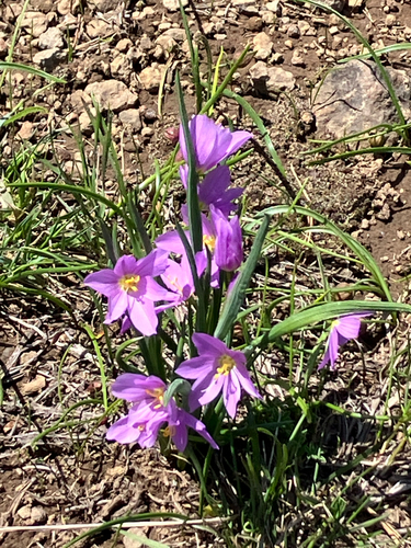 Olsynium douglasii observed 2026-05-23