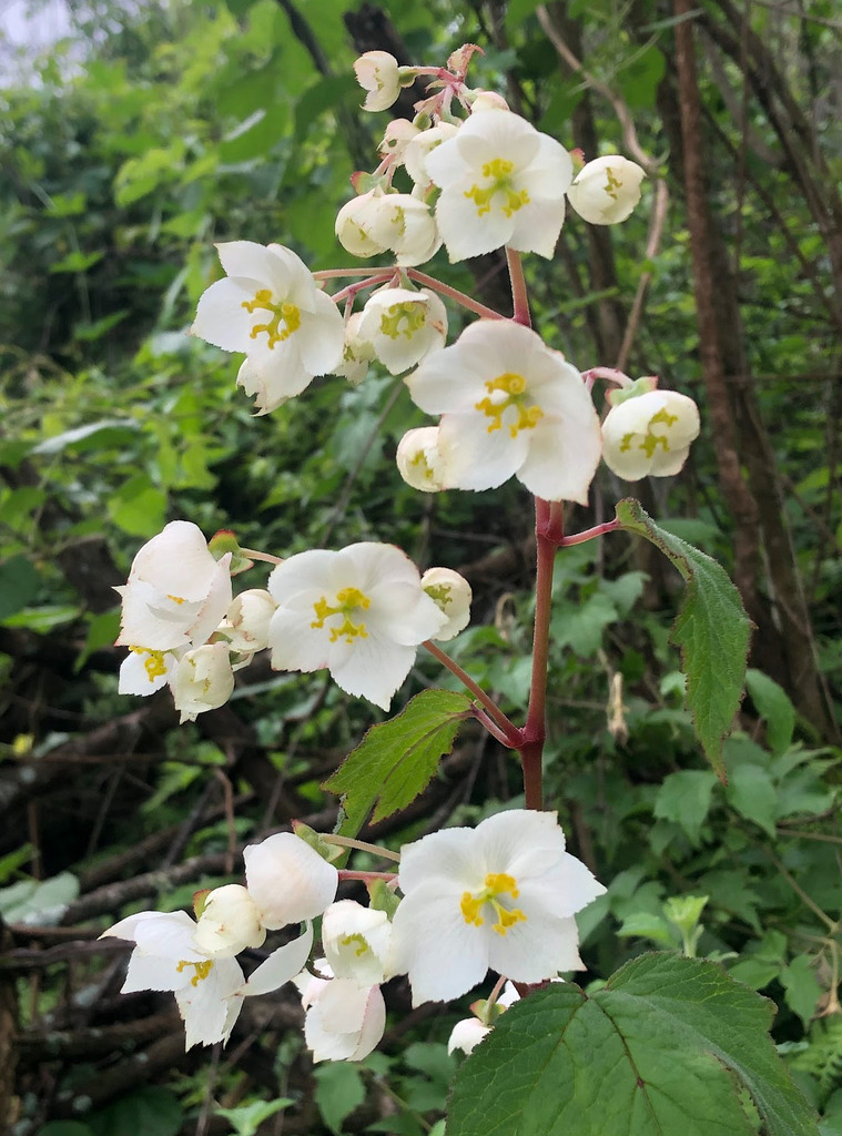 Begonia biserrata (Begonia biserrata)