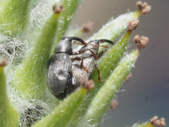 Acalyptus carpini