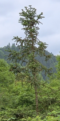 China-fir