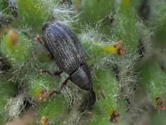 Acalyptus carpini