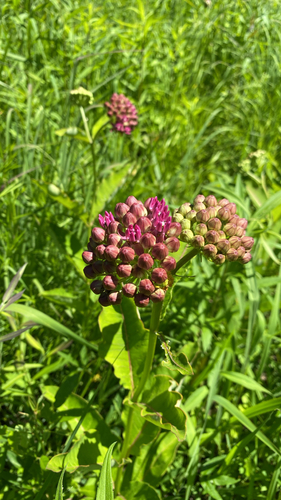 purple milkweed
