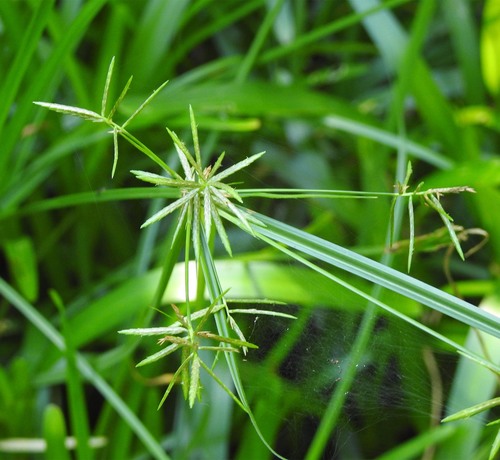 Cyperus esculentus image