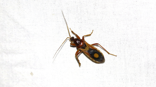Western Corsair Bug