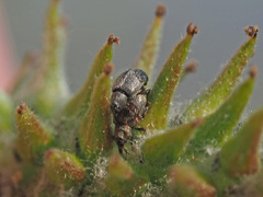 Acalyptus carpini