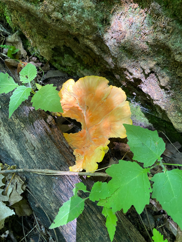 chicken of the woods
