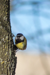 Parus major