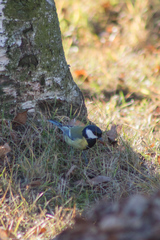 Parus major