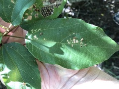 Mallotus philippensis