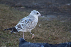 Larus canus