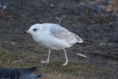 Larus canus