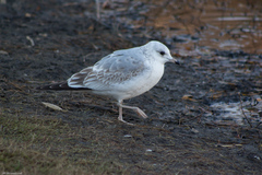 Larus canus