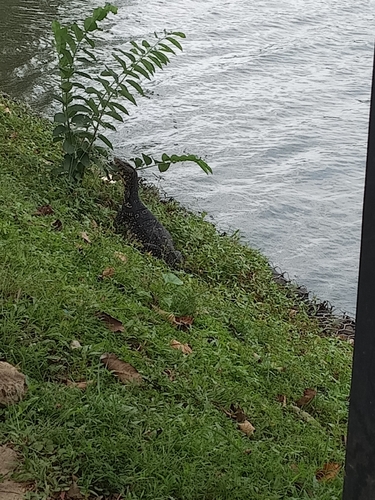 Common Water Monitor