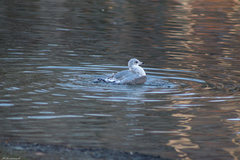 Larus canus