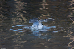 Larus canus