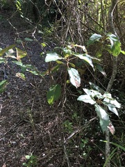 Mallotus philippensis