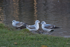 Larus canus