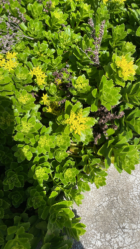 Phedimus kamtschaticus 'Variegatum'