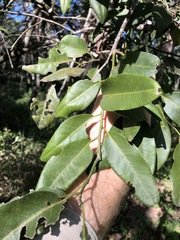 Capparis arborea