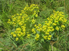 Euphorbia stepposa