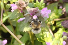 Anthophora plumipes
