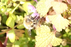 Anthophora plumipes