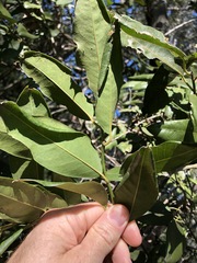 Capparis arborea