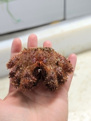 Acantholithodes hispidus