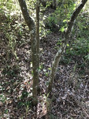 Capparis arborea
