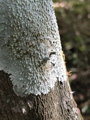 Capparis arborea