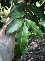 Flindersia xanthoxyla