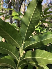 Flindersia xanthoxyla