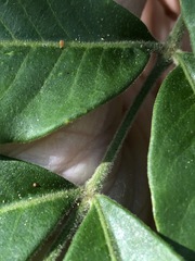 Flindersia xanthoxyla