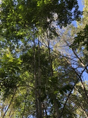 Flindersia xanthoxyla