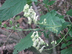 Aconitum lasiostomum