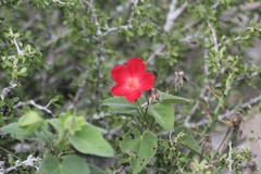 Hibiscus martianus